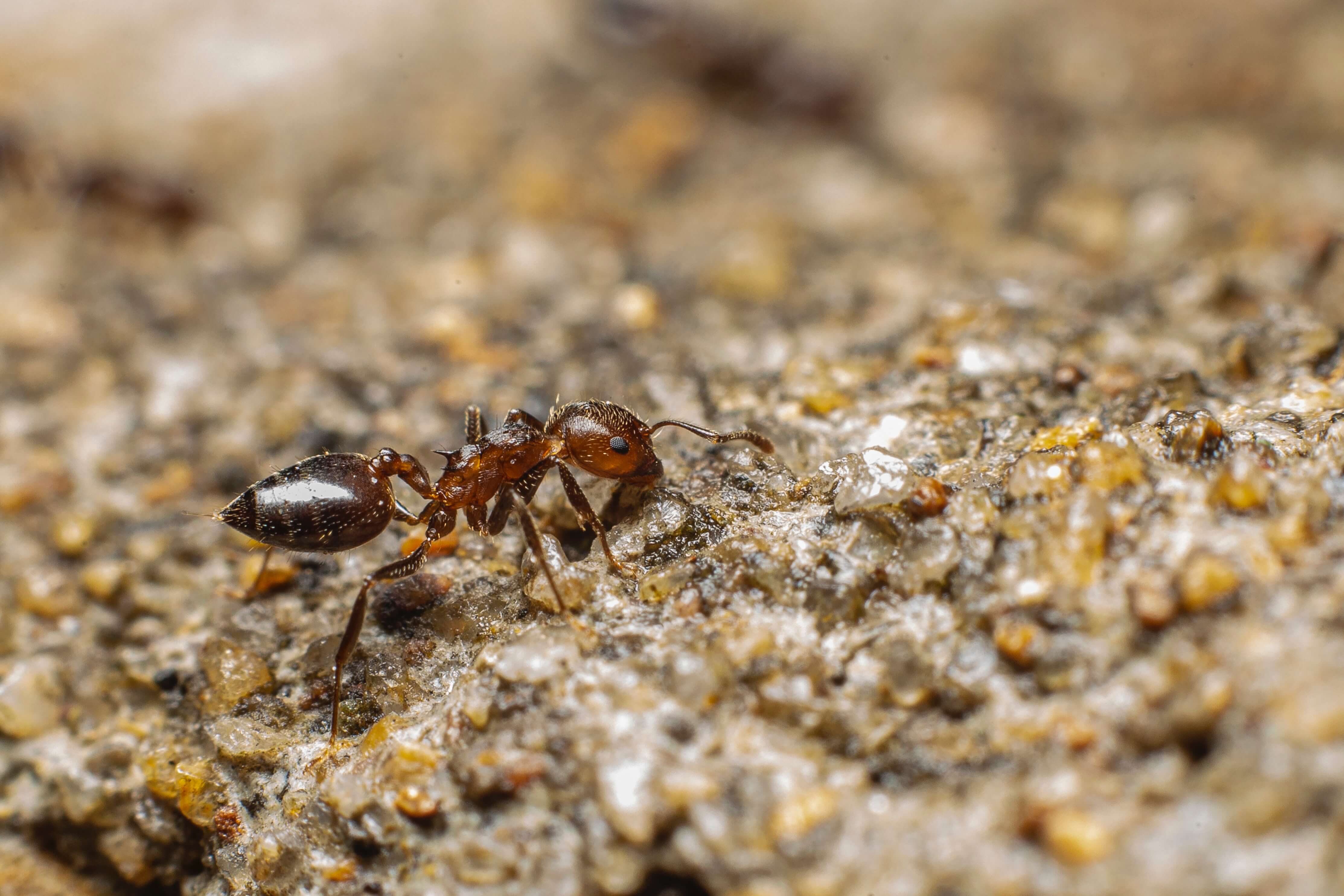 ants on the stump