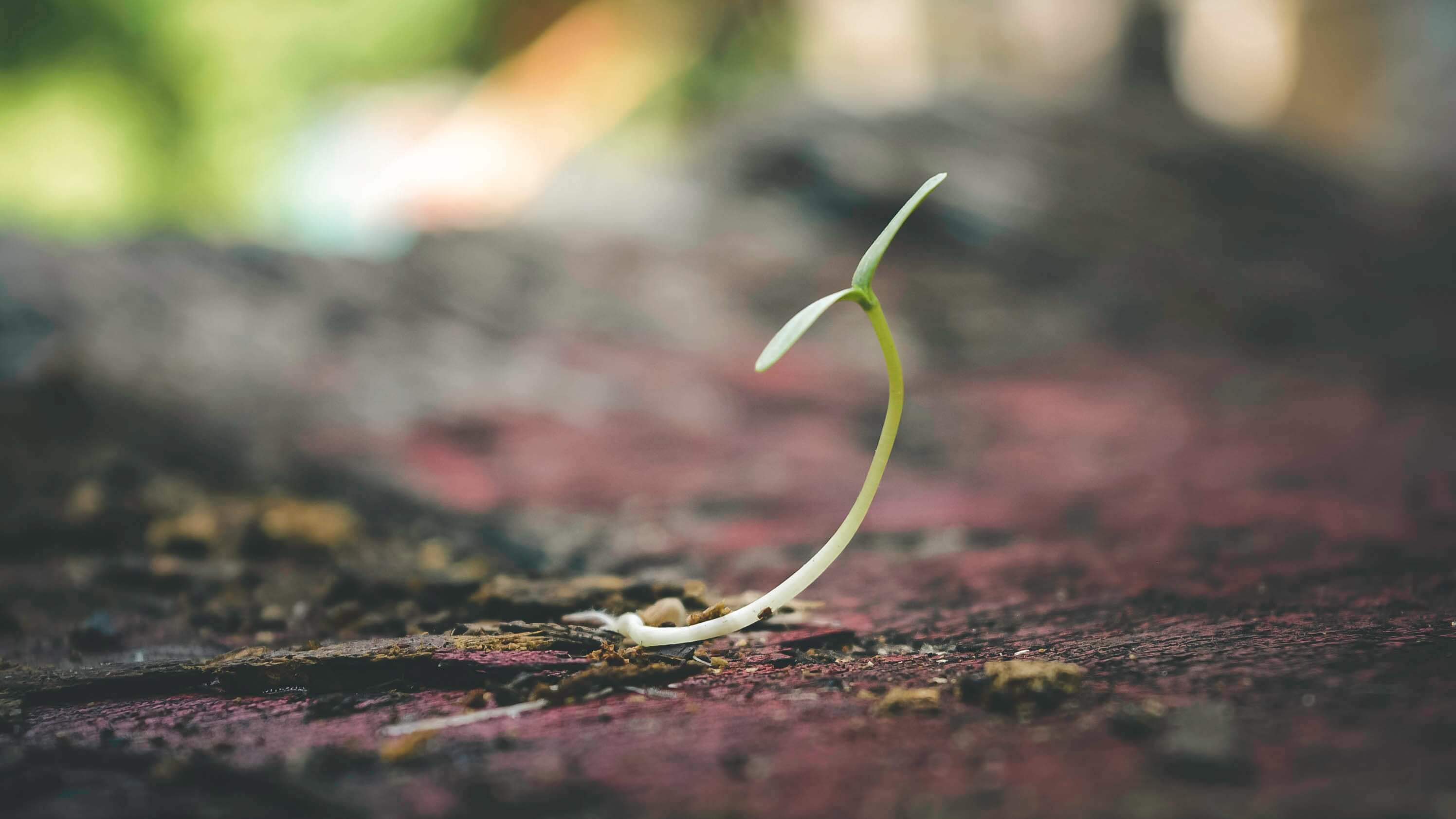 cracked dry soil